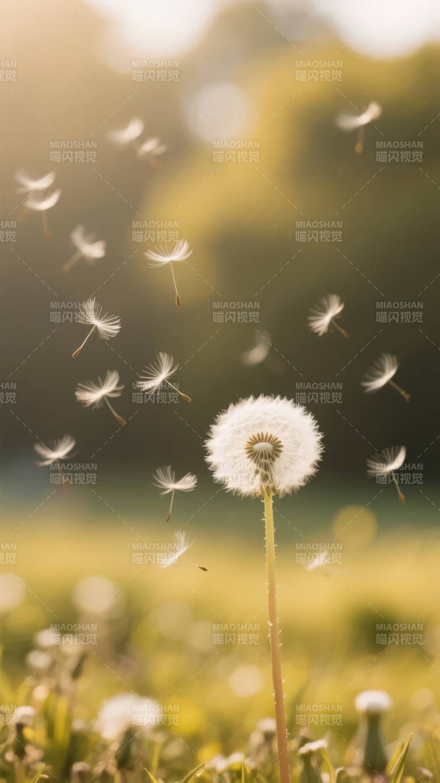 蒲公英飘飞图片