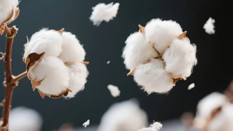 棉花绽放瞬间图片