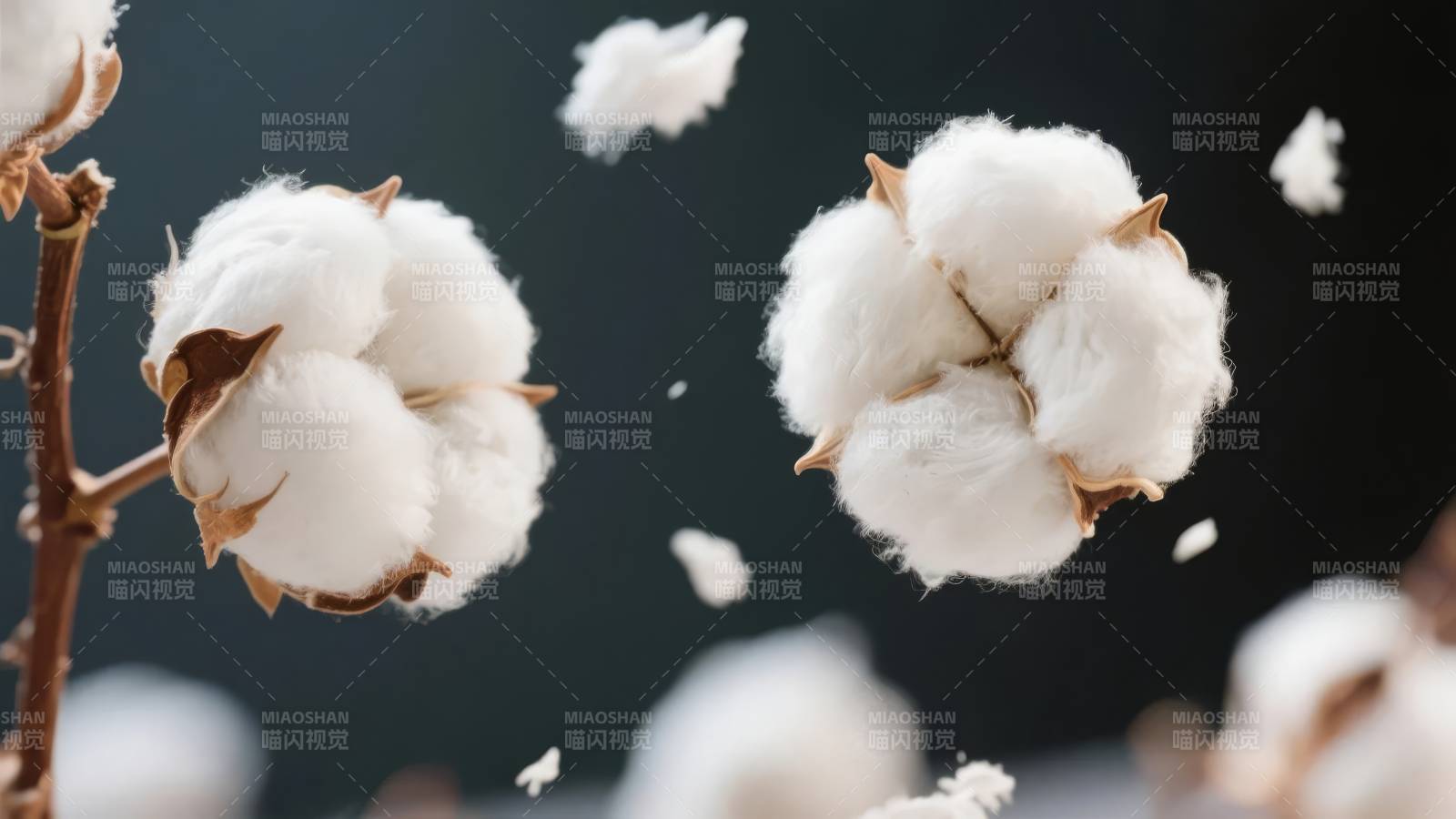 棉花绽放瞬间图片