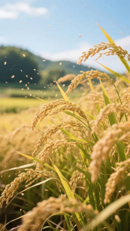 金秋稻浪飘香图片