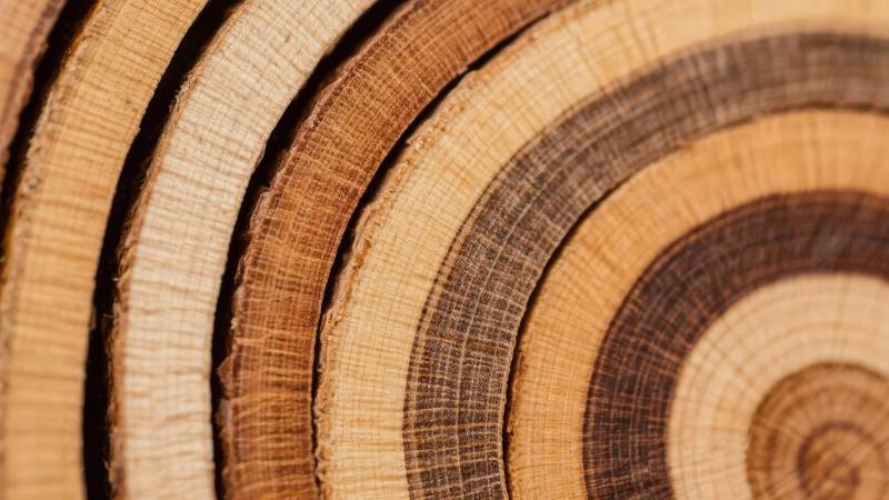 年轮纹理特写图片