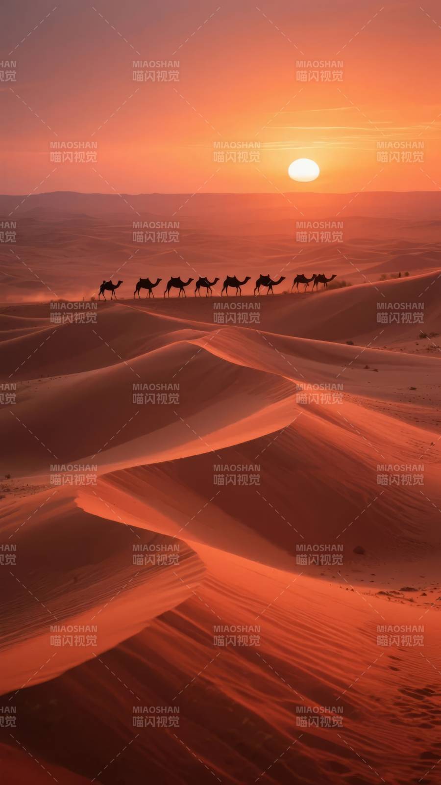 沙漠驼影夕阳图片