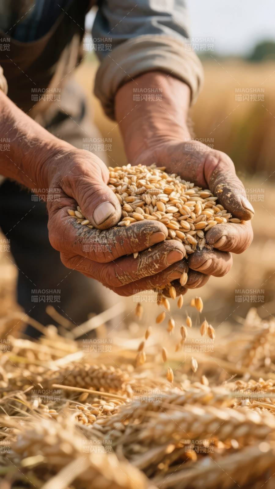 丰收的喜悦图片