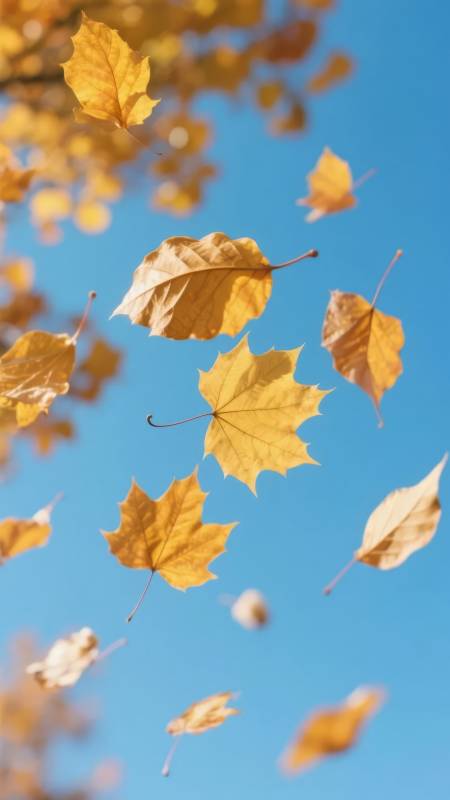 秋叶飘舞蓝天图片