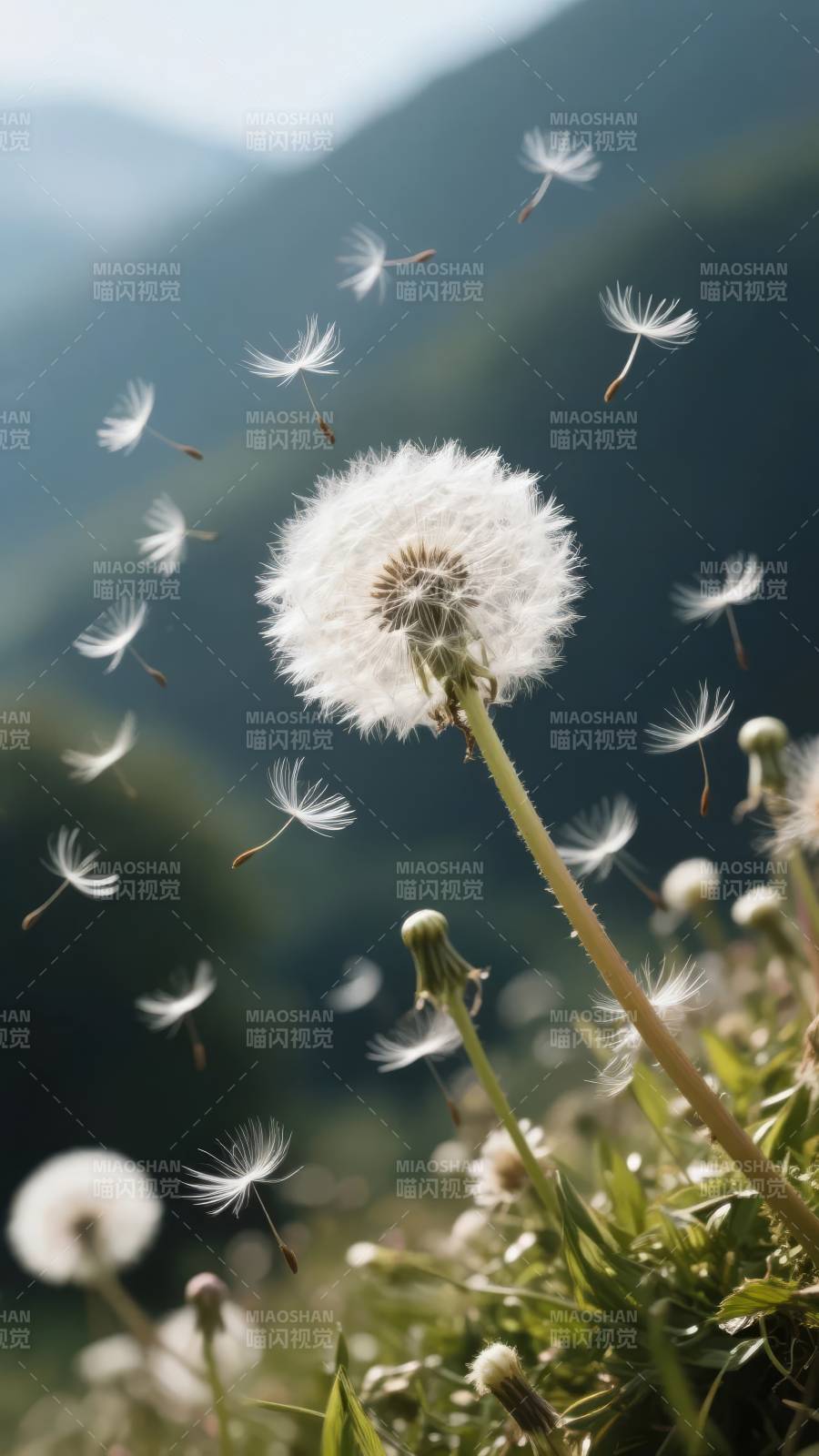 蒲公英飘飞图片