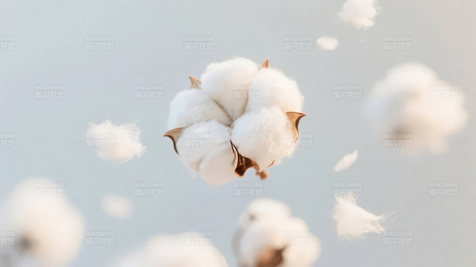 棉花飘飞图片