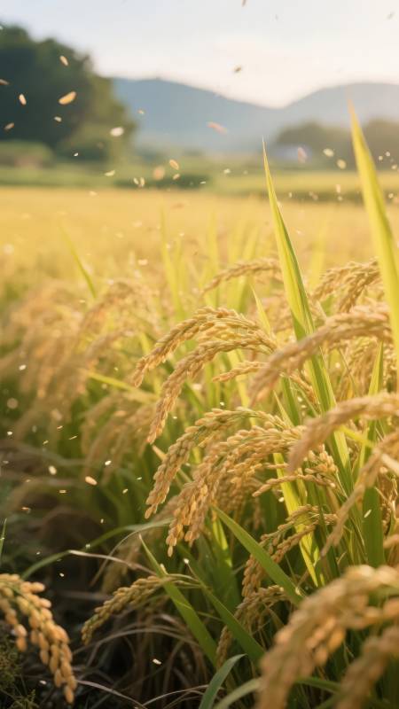 金秋稻田风光图片