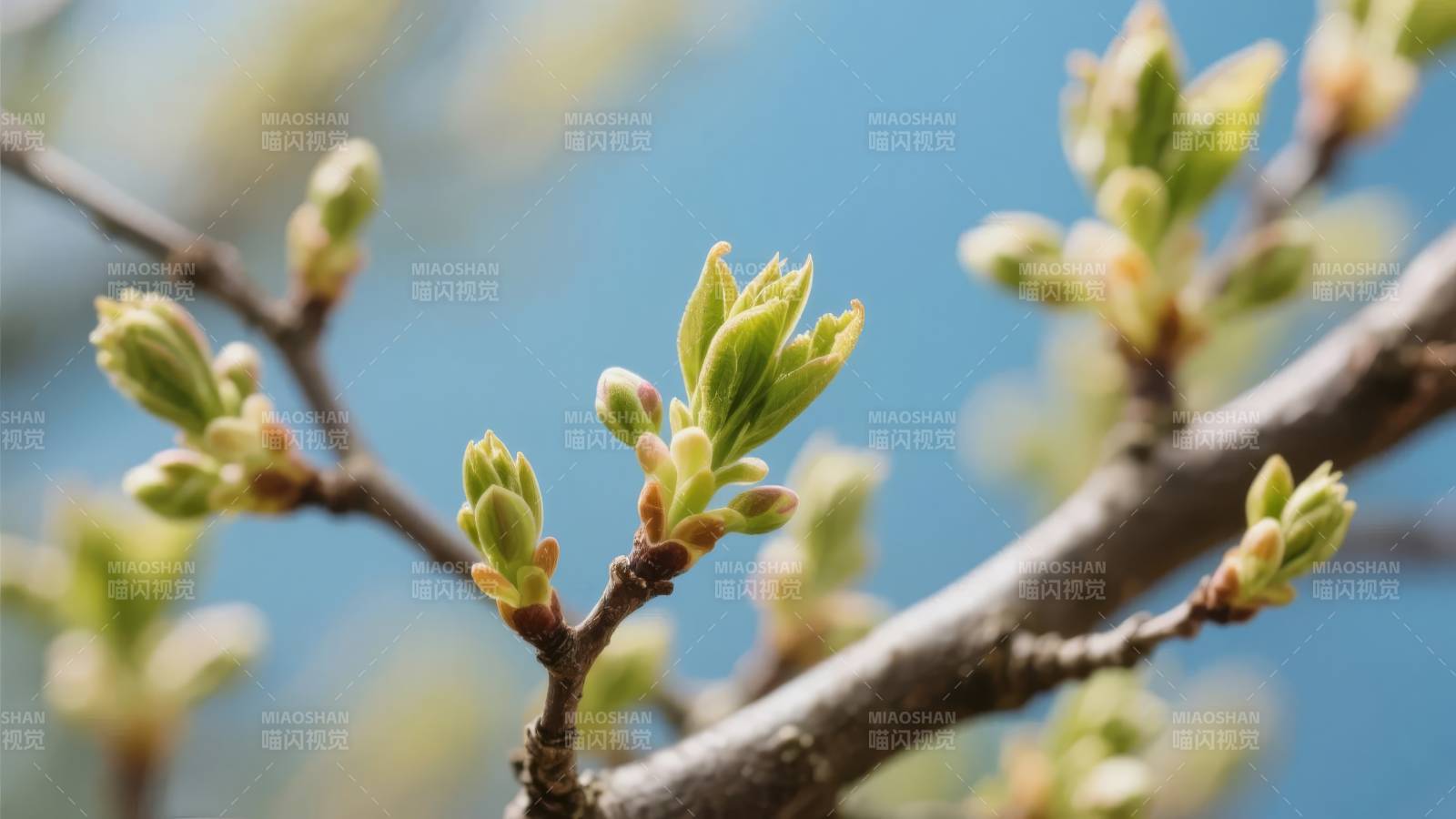 春芽初绽图片
