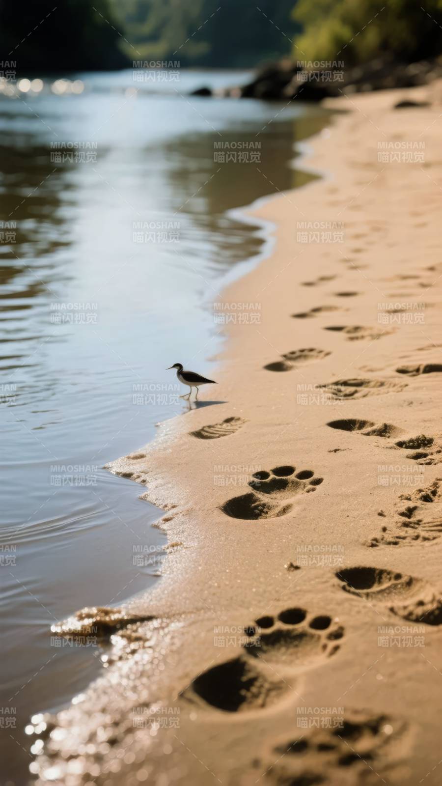 沙岸鸟迹图片