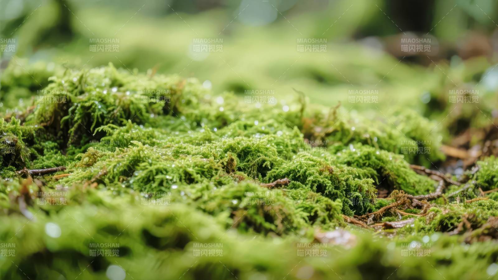 青苔覆盖的地面图片