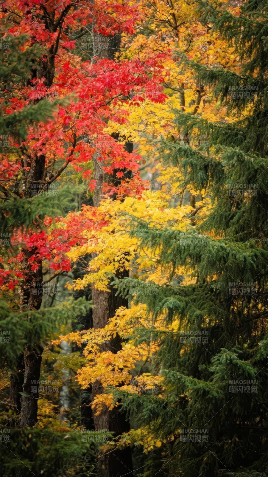秋林彩叶争艳图片