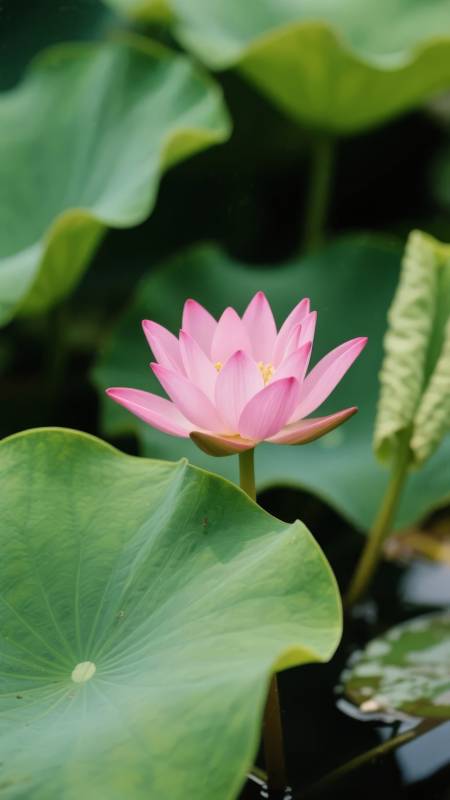 粉莲绽放水中央图片