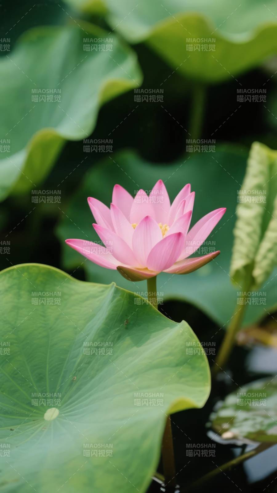 粉莲绽放水中央图片