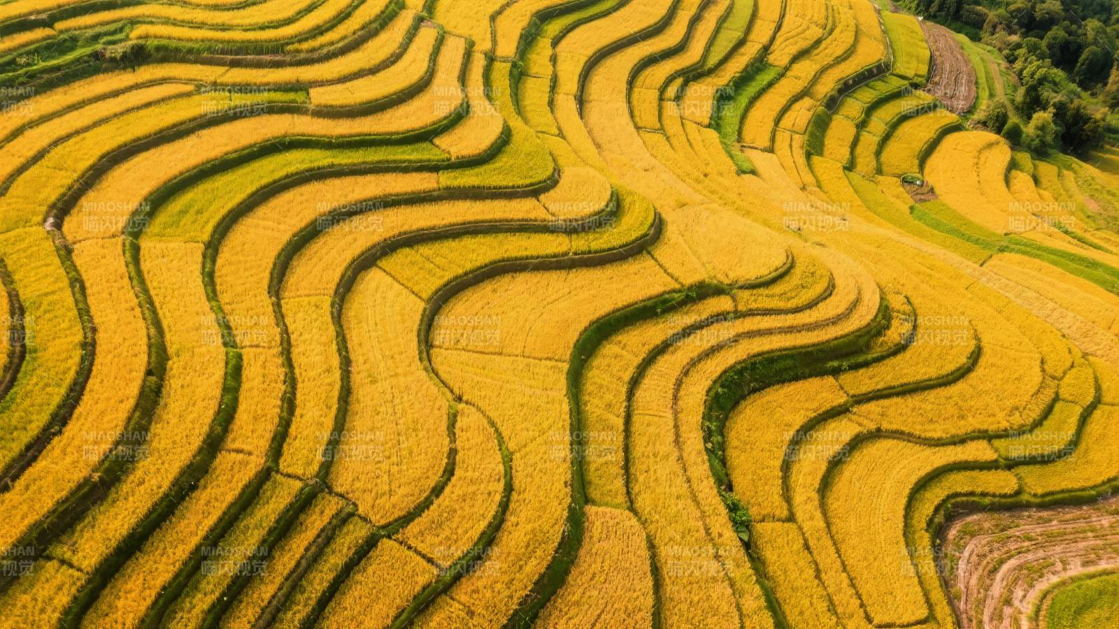 梯田金浪图片