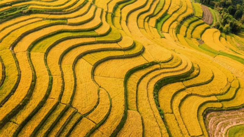 梯田金浪图片