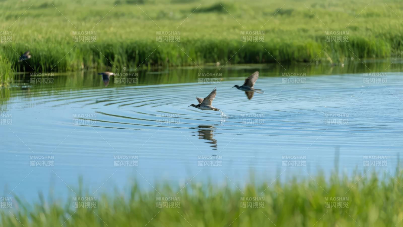 湖上飞鸟掠影图片