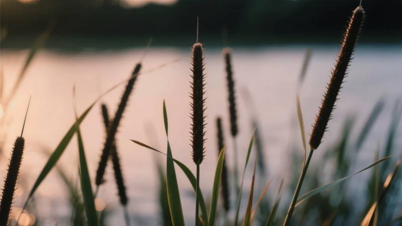 湖畔芦苇夕阳图片