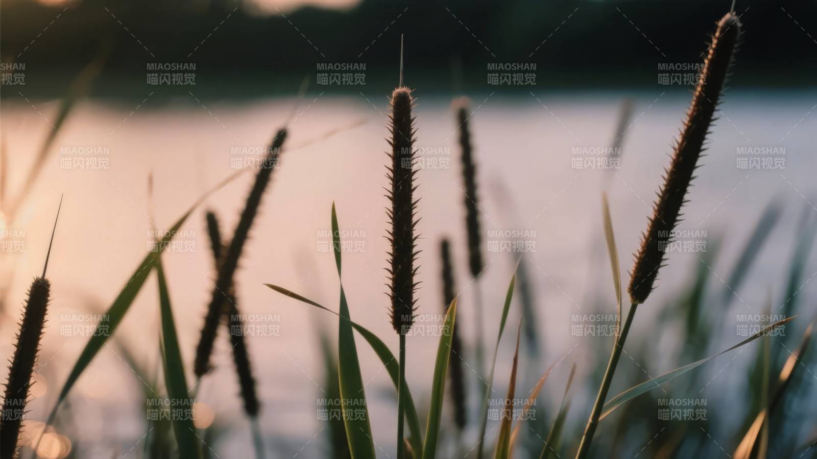 湖畔芦苇夕阳图片