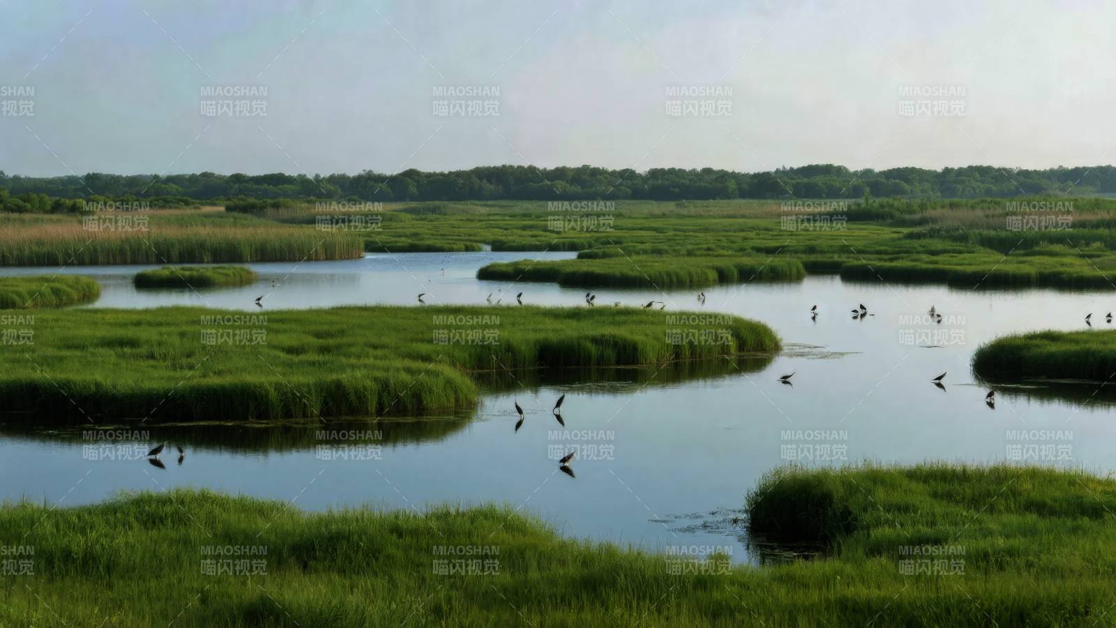 湿地飞鸟图图片