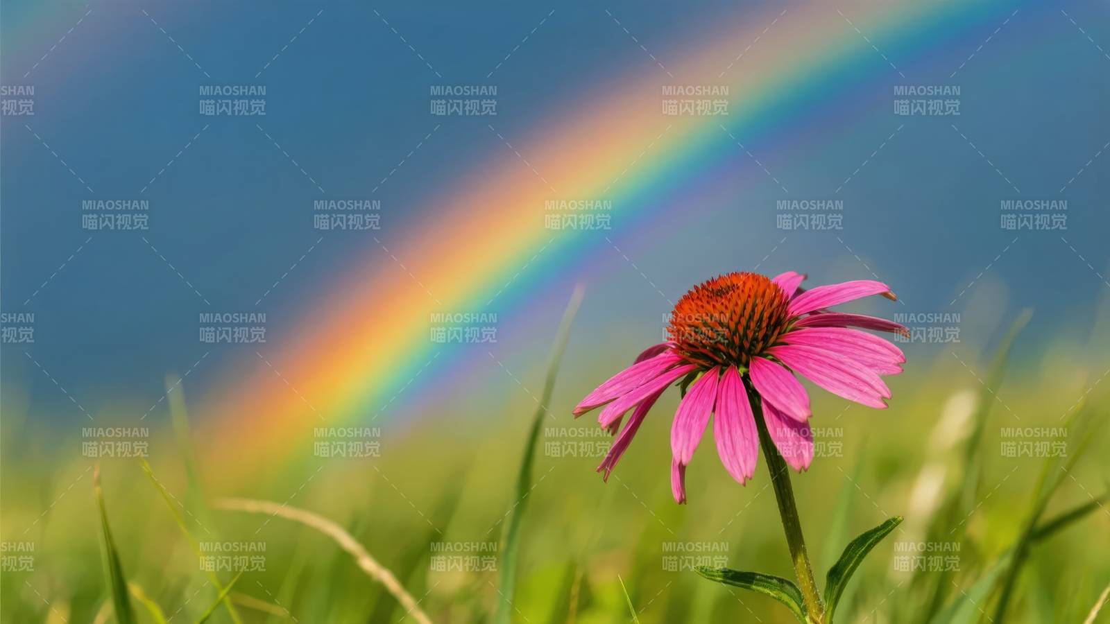 彩虹下的粉花图片