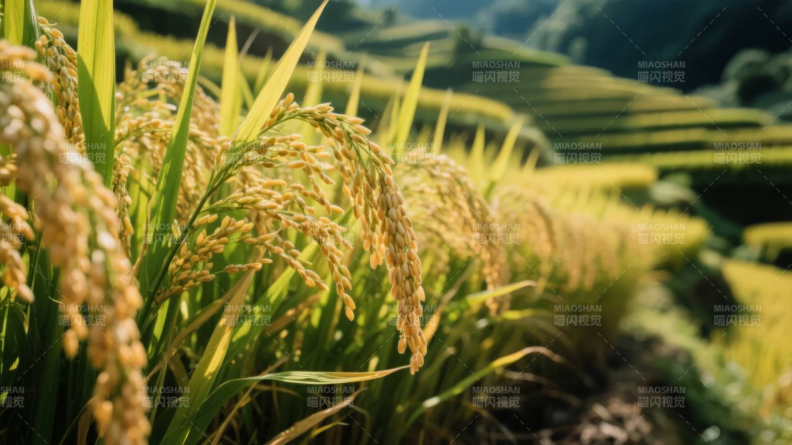 金秋稻田风光图片