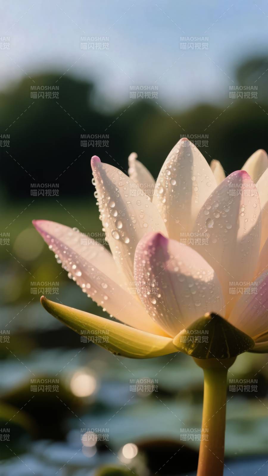 晨露莲绽放图片