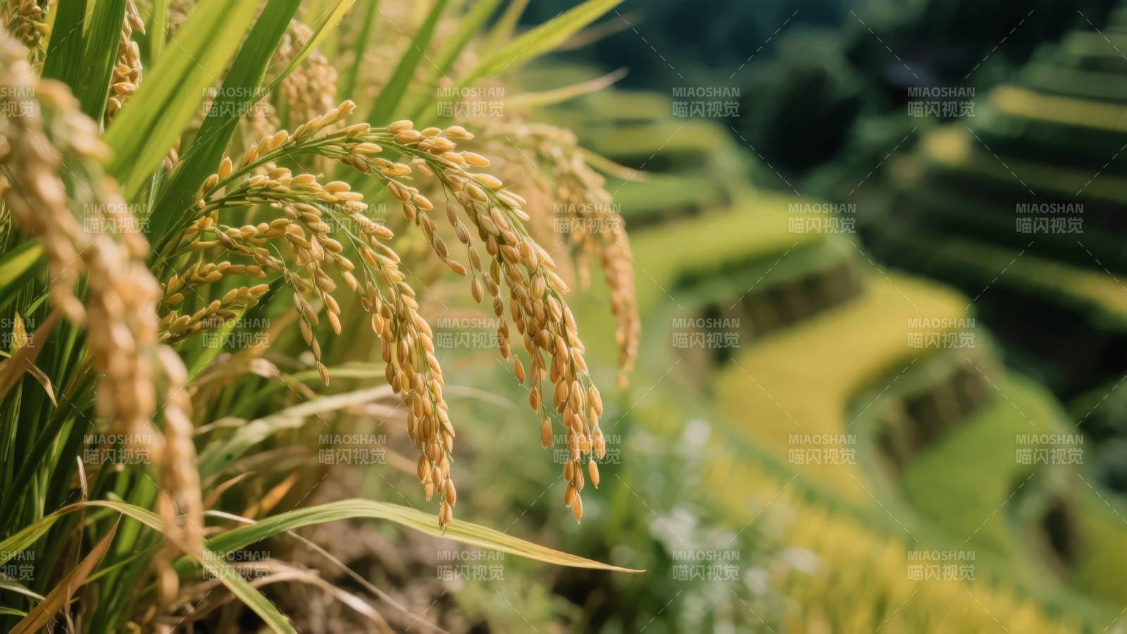 金稻梯田风光图片