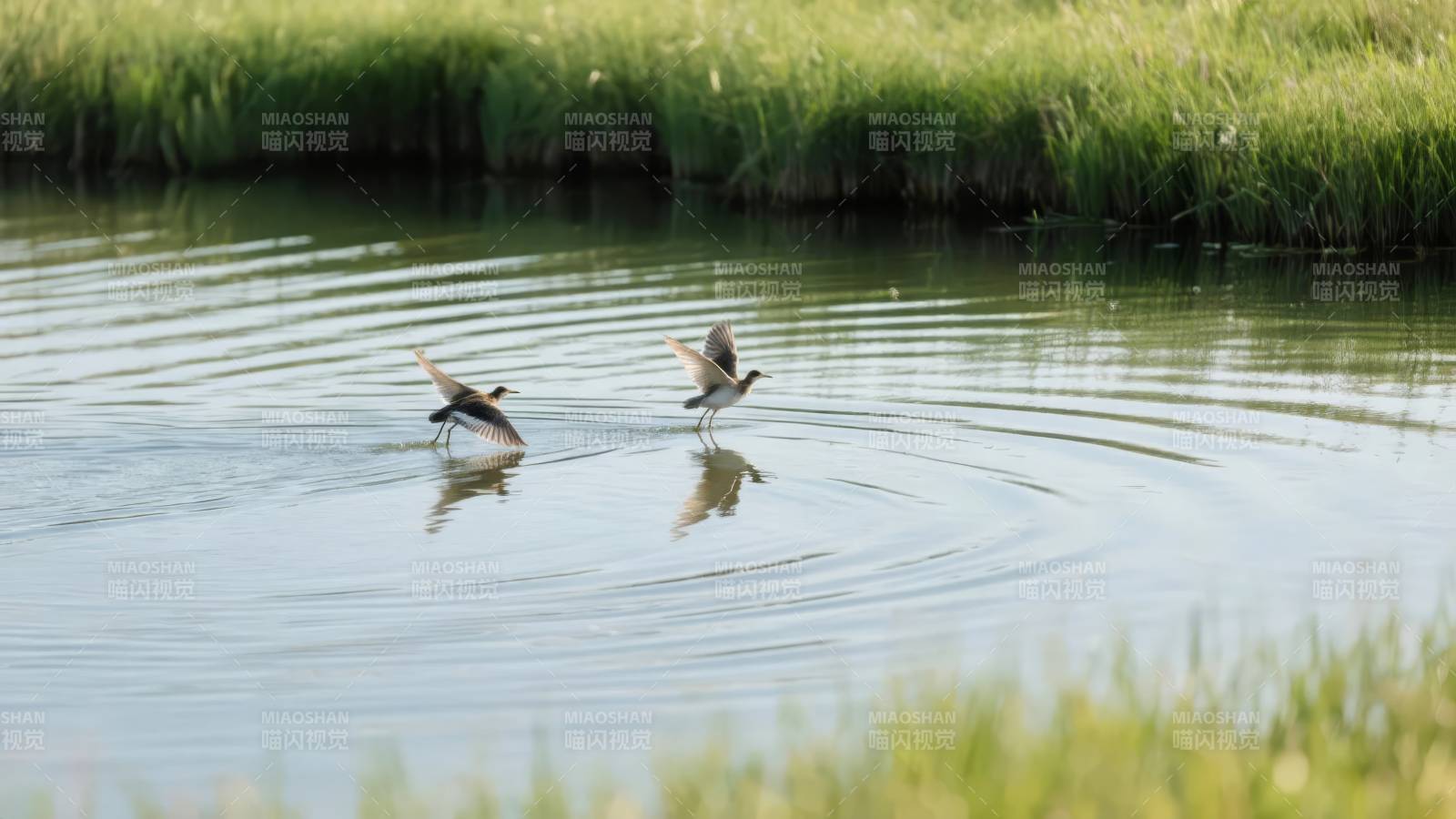 水鸟掠过湖面图片