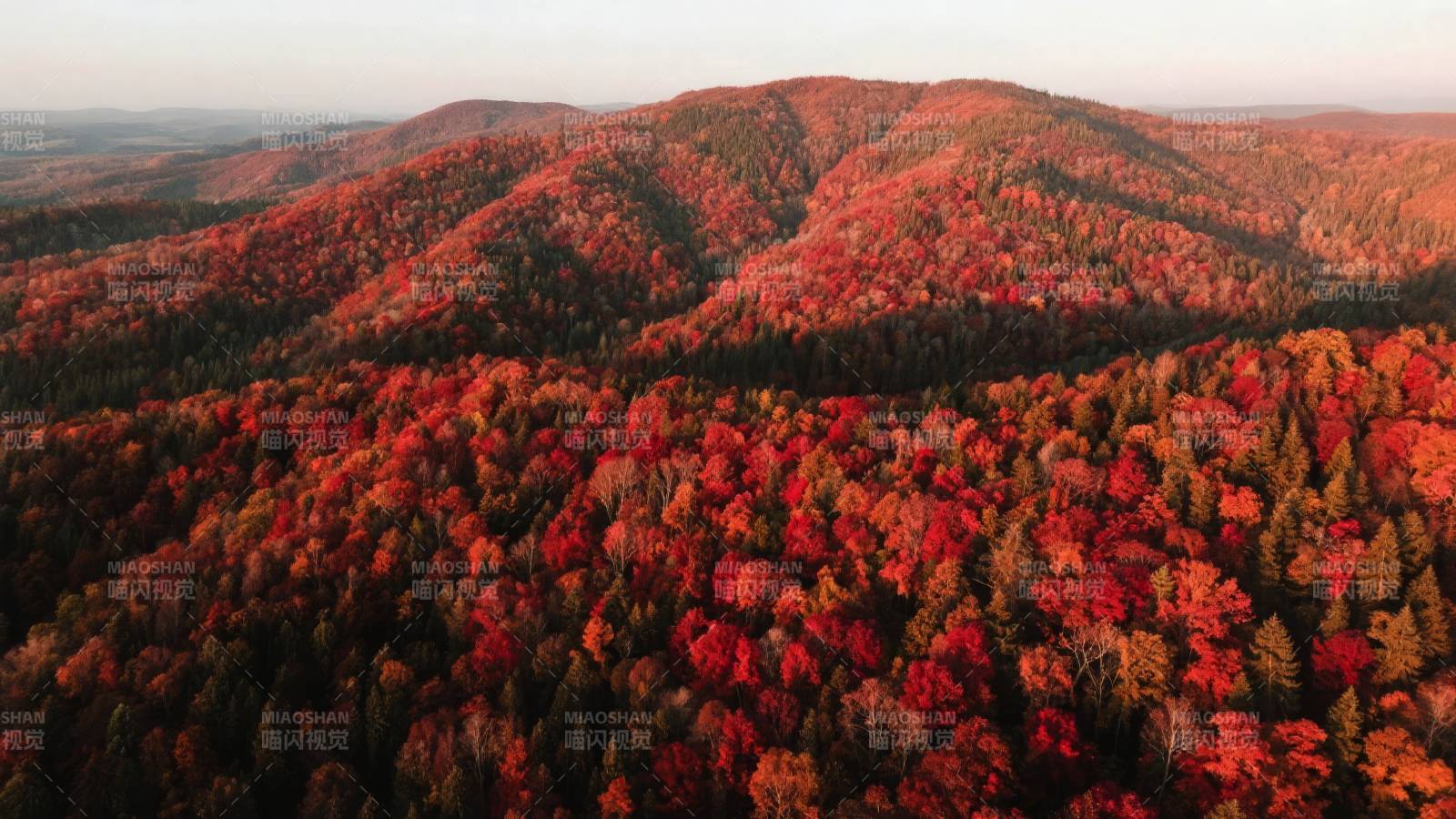 秋山红叶如画图片