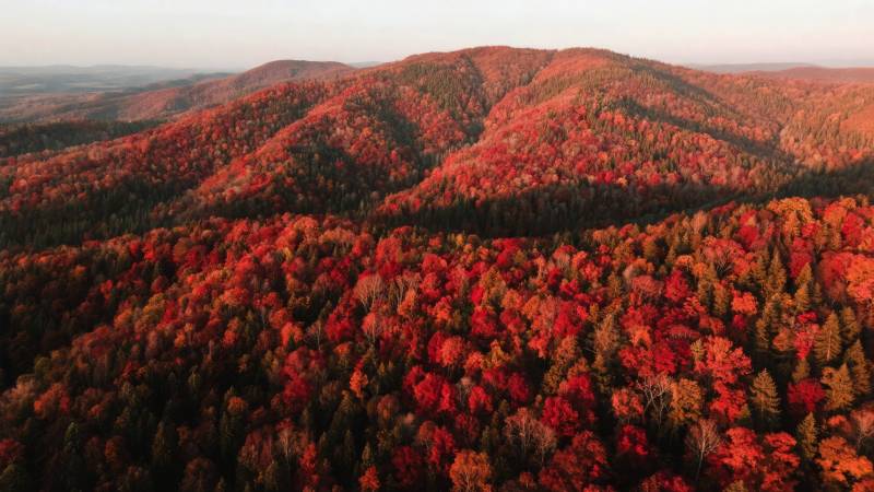 秋山红叶如画图片