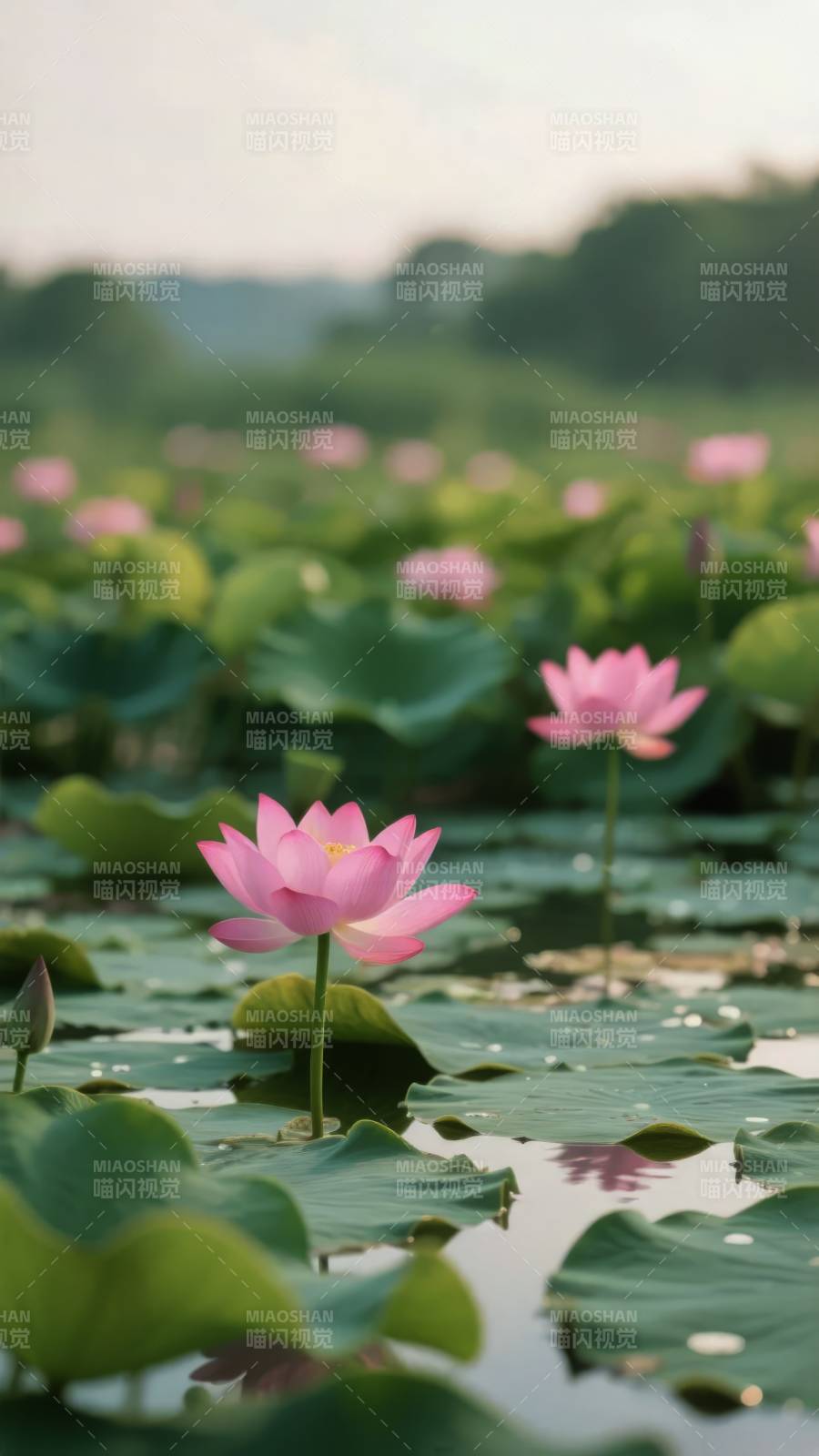 荷花静谧绽放图片