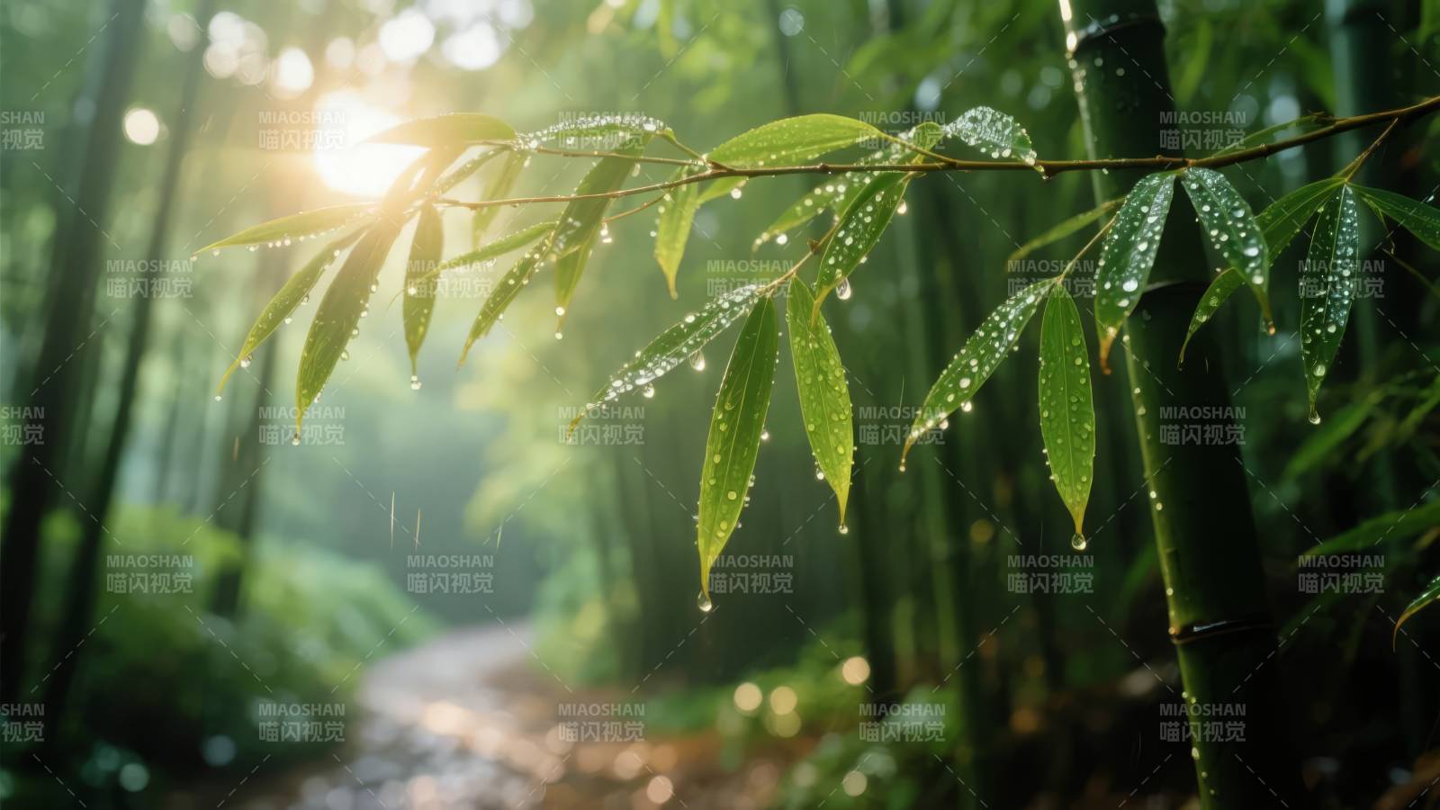 竹林晨露图片
