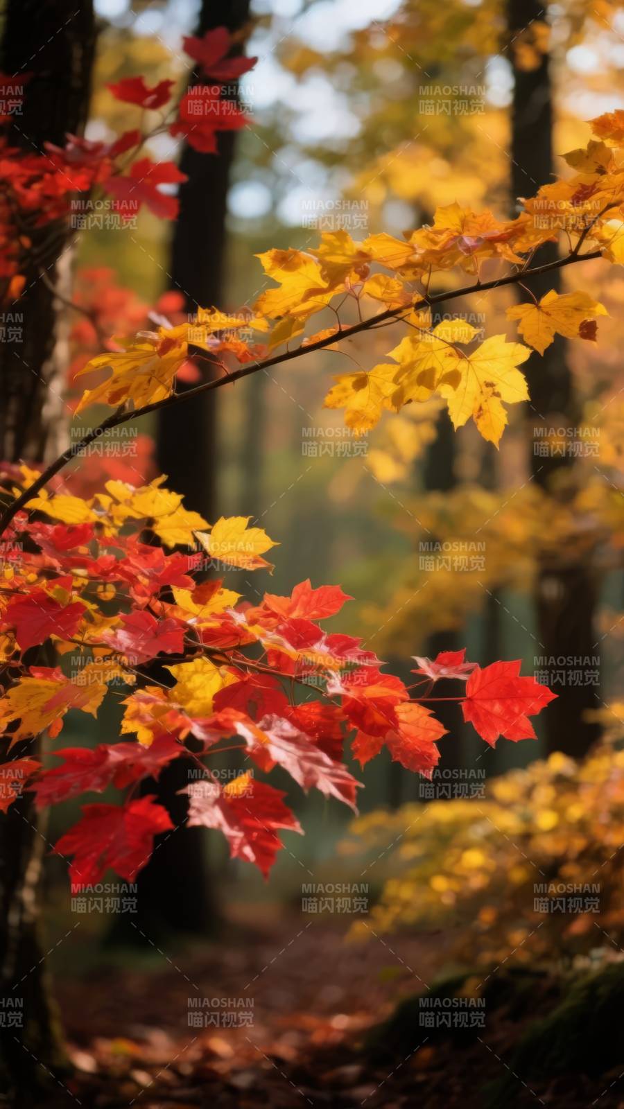 秋林叶色斑斓图片