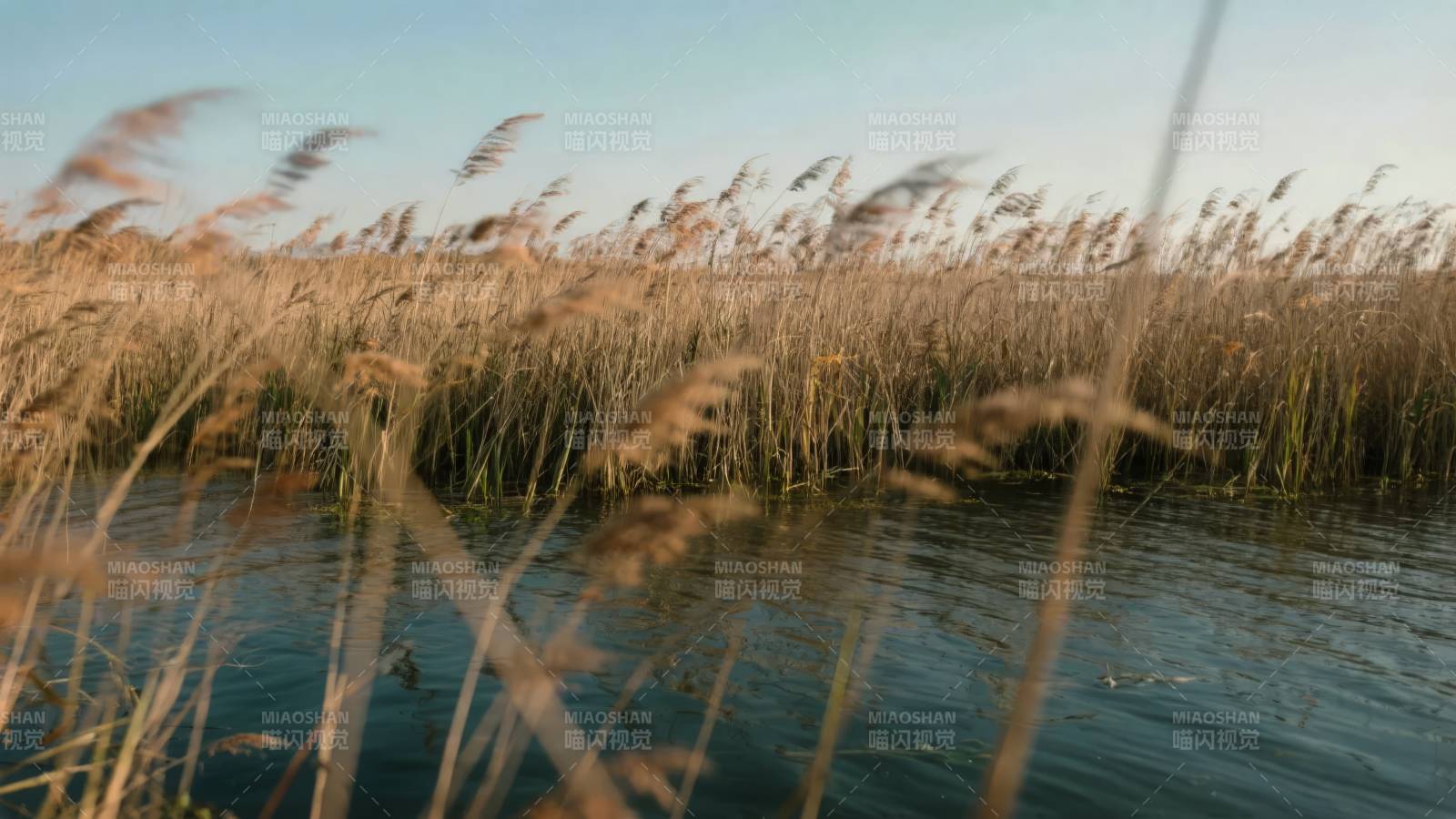 芦苇荡水景图片