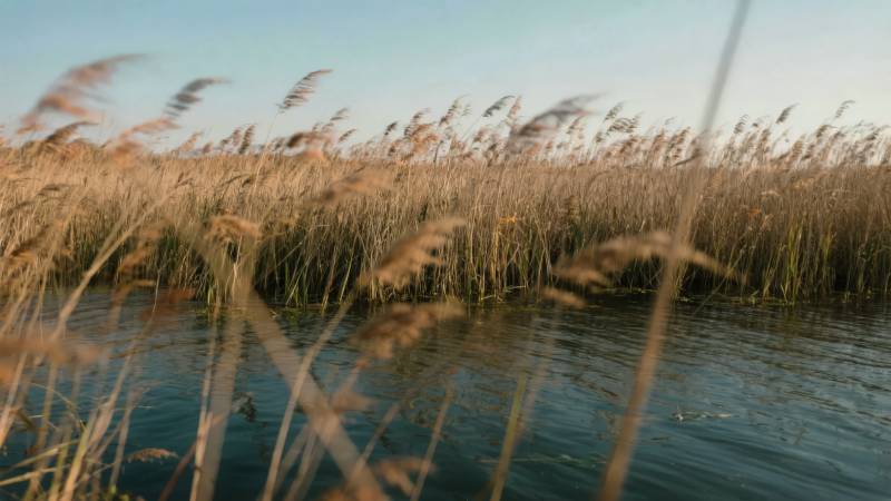芦苇荡水景图片