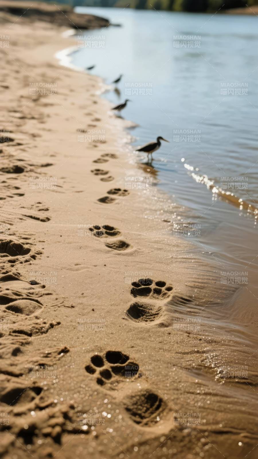 沙滩上的足迹与水鸟图片