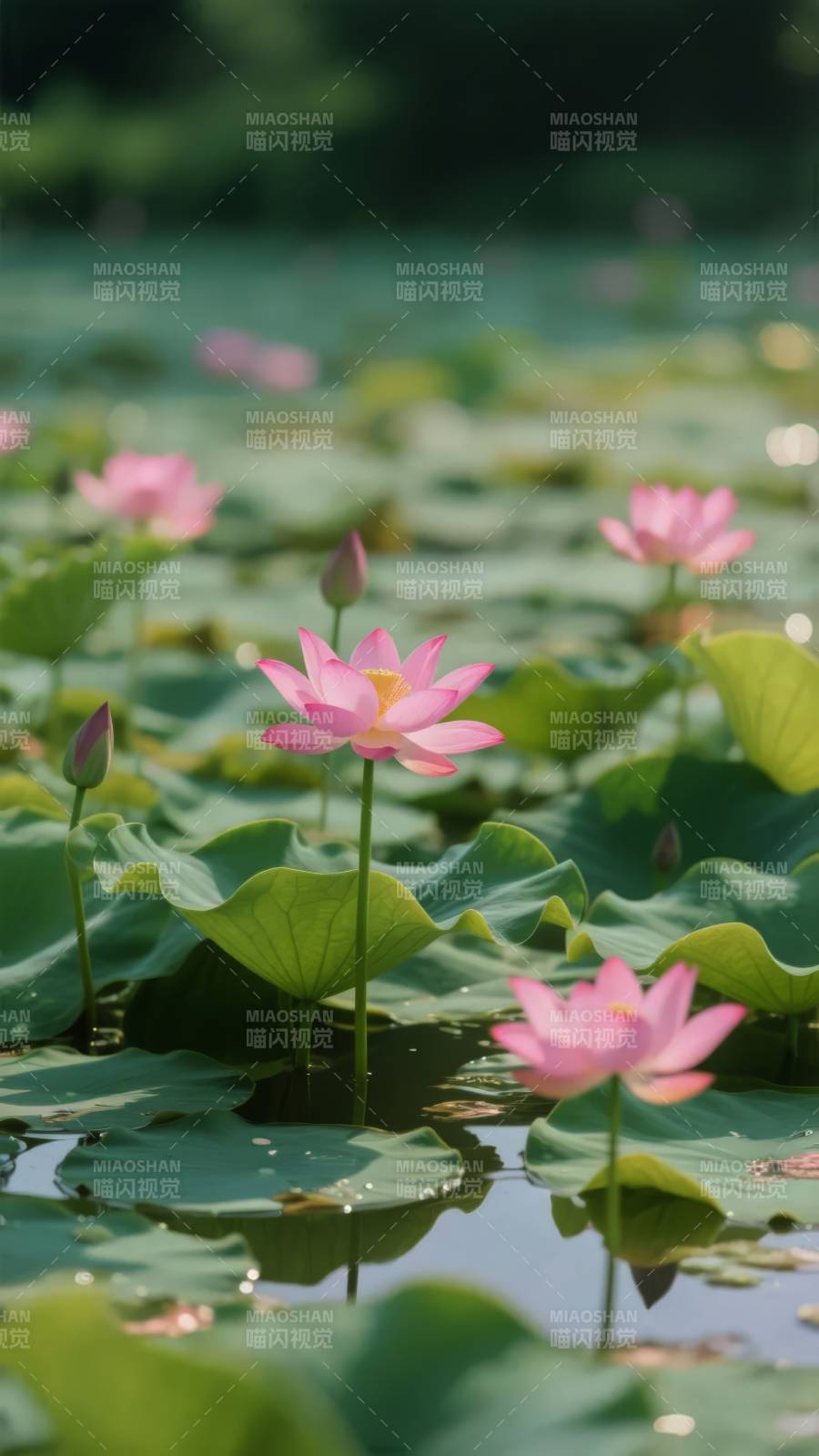 荷花映水 静谧之美图片