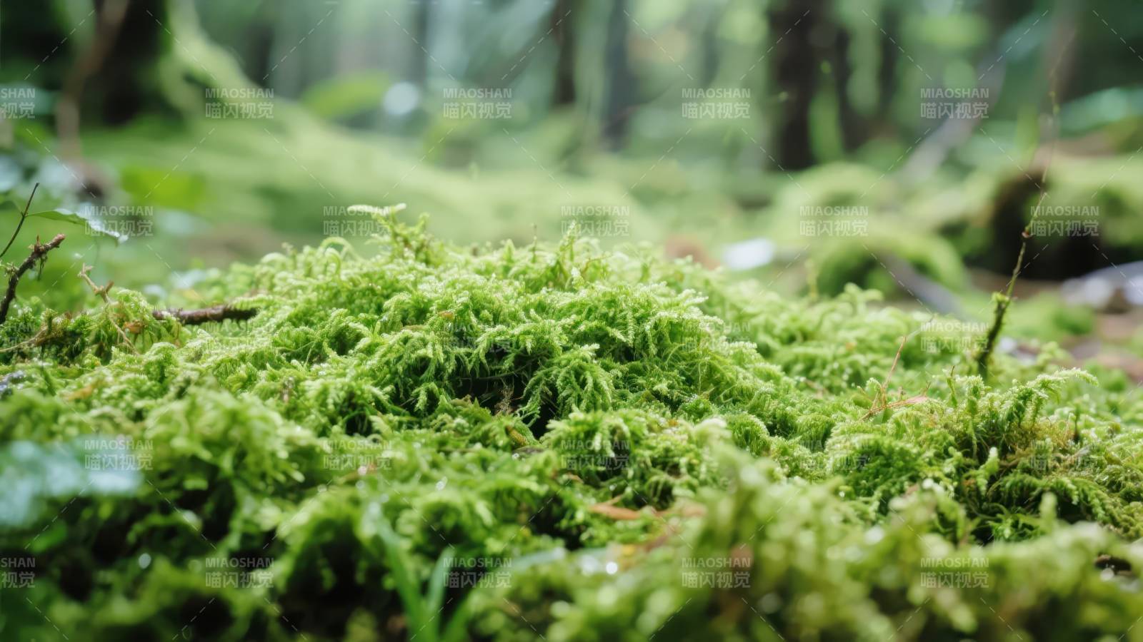 森林中的青苔图片