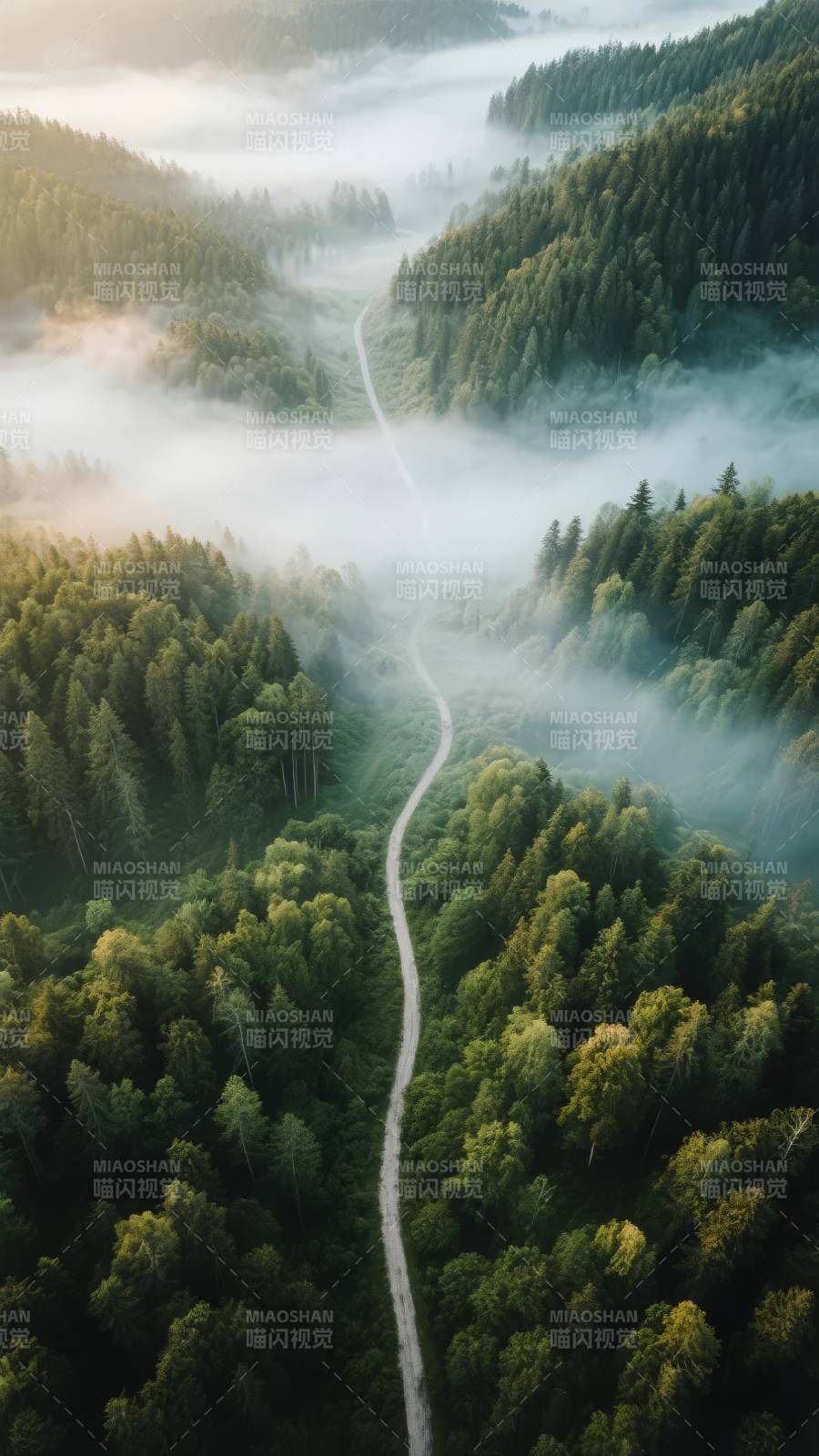 雾绕林间小径图片