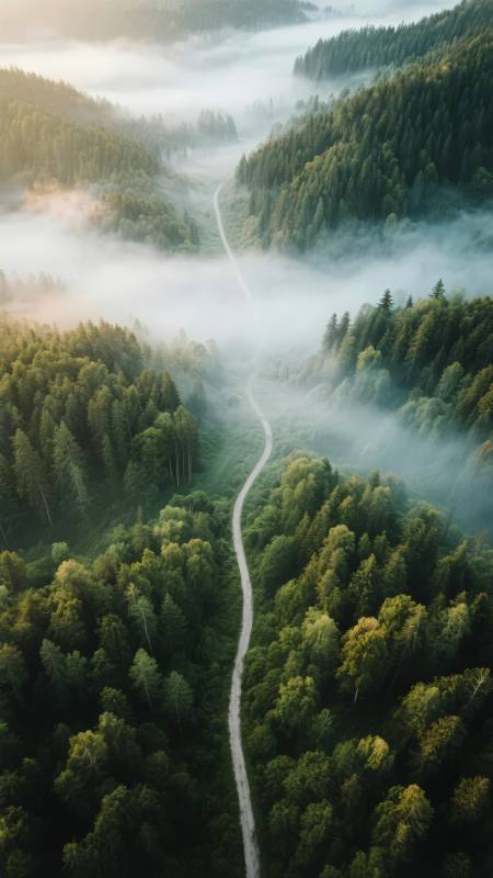 雾绕林间小径图片