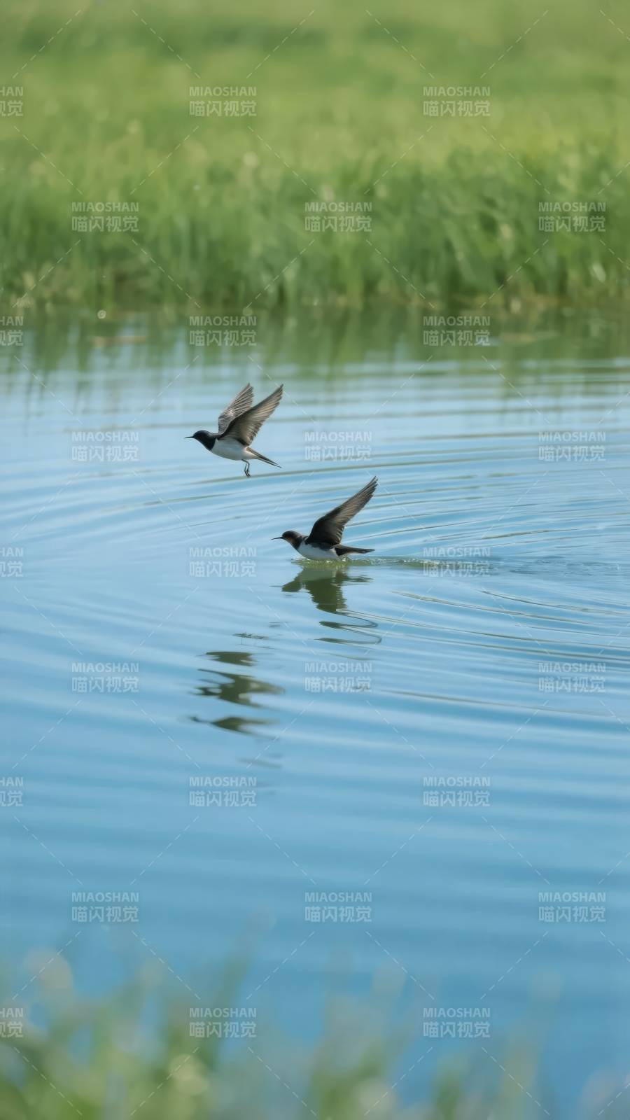 水鸟掠波飞翔图片