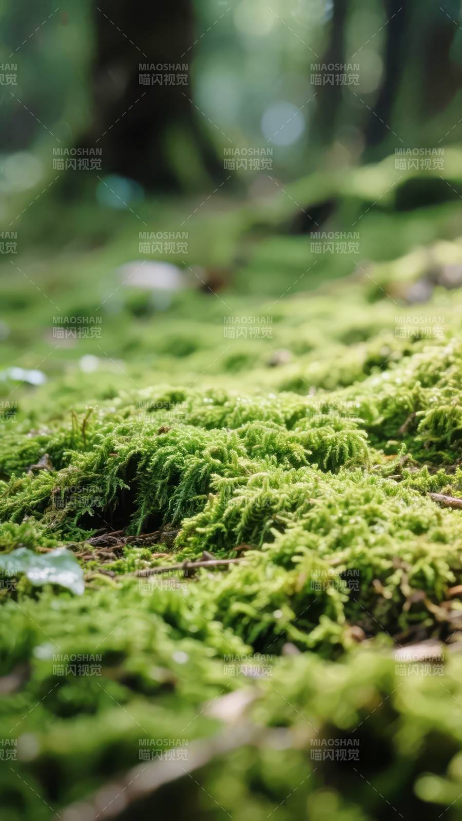 青苔铺就森林地毯图片