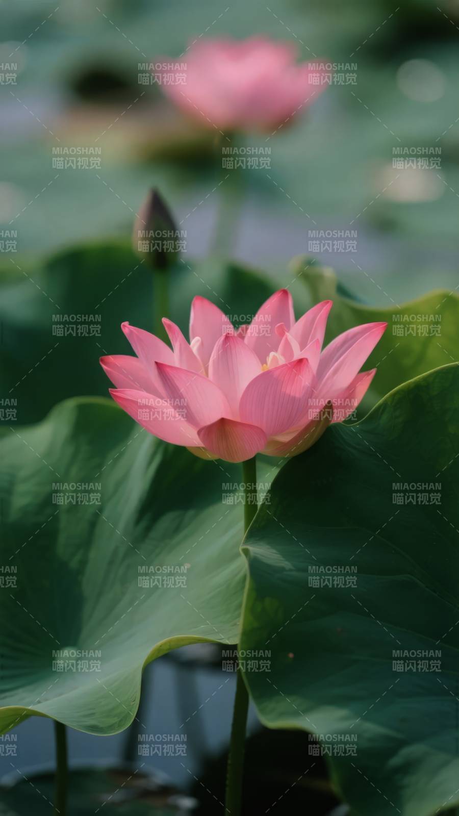 粉莲绽放 绿叶相衬图片