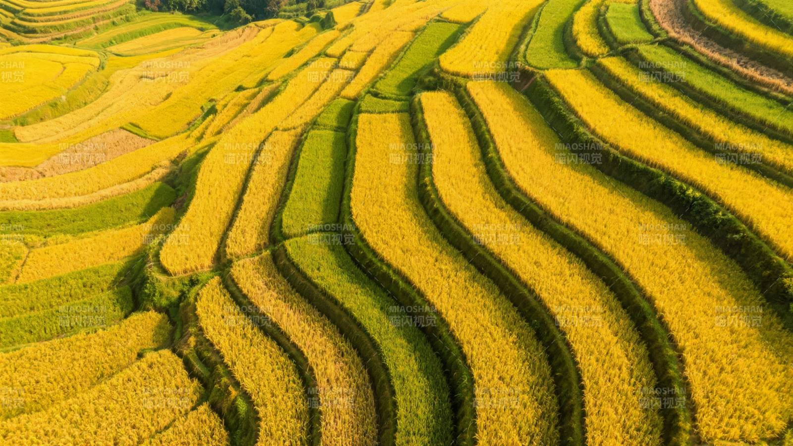 金黄梯田风光图片