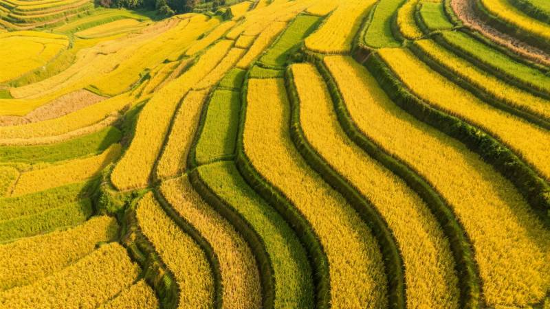 金黄梯田风光图片