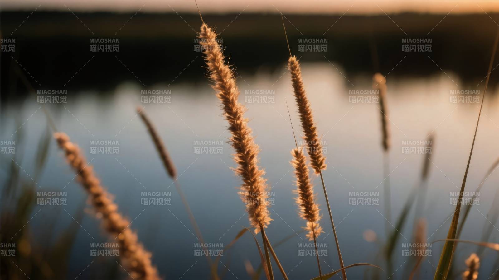 湖畔芦苇夕阳图片