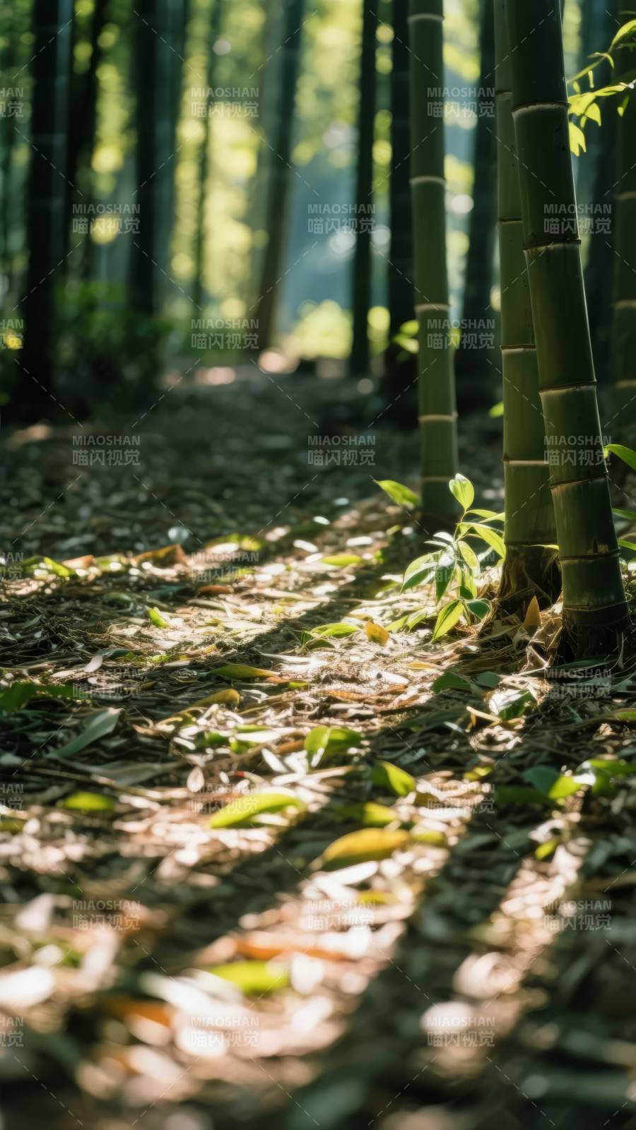 竹林光影图片