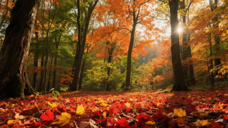 秋林落叶满地图片