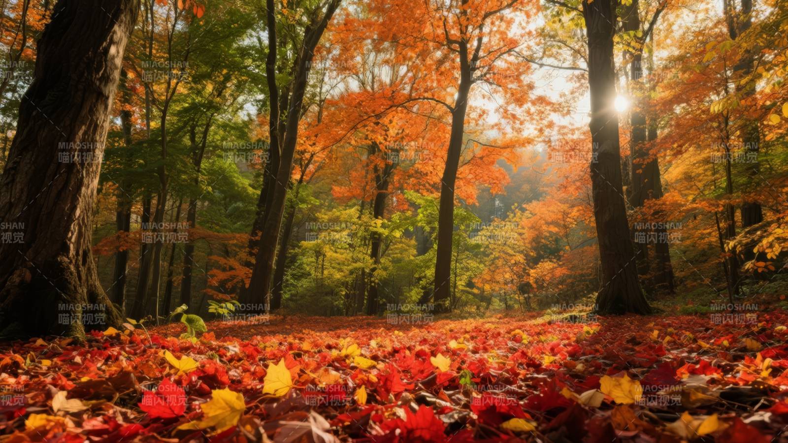 秋林落叶满地图片