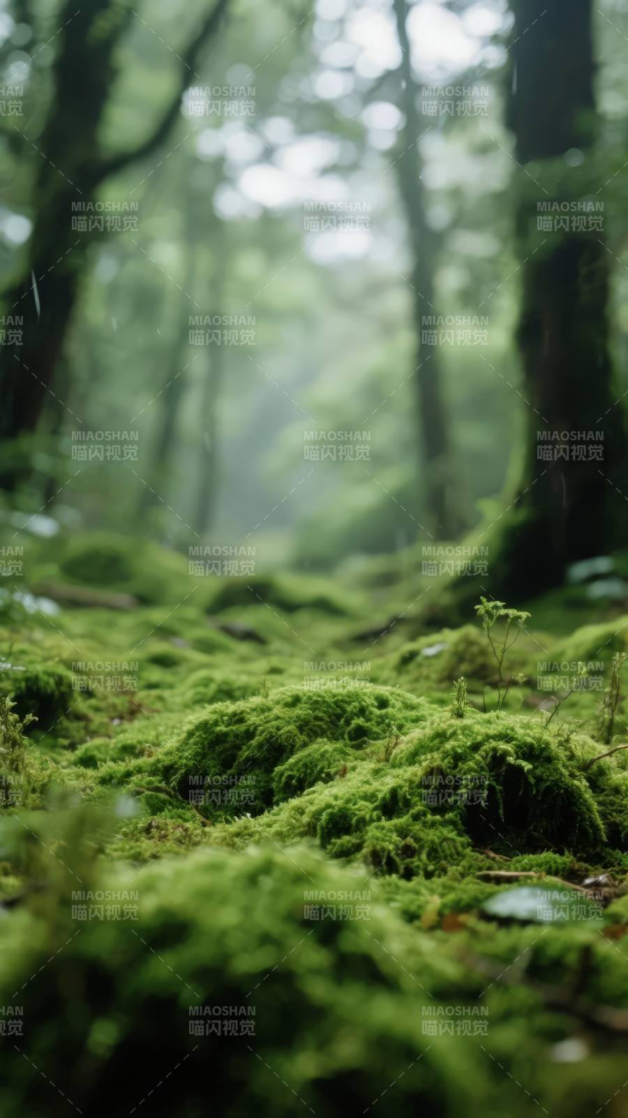 雨林青苔静谧景图片